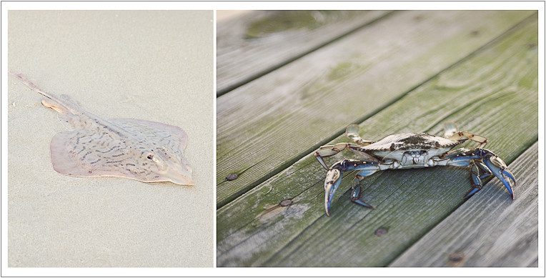 Sting ray and crab - Long Beach Island, New Jersey